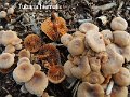 Tubaria hiemalis-amf1906-1
